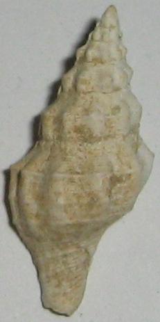 Fasciolaria 2